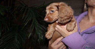 Miniature Dachshund dogs - Advert 6