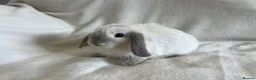 Mini Lop rabbits for sale: Mini Lops Ready to Leave Now - Advert 4