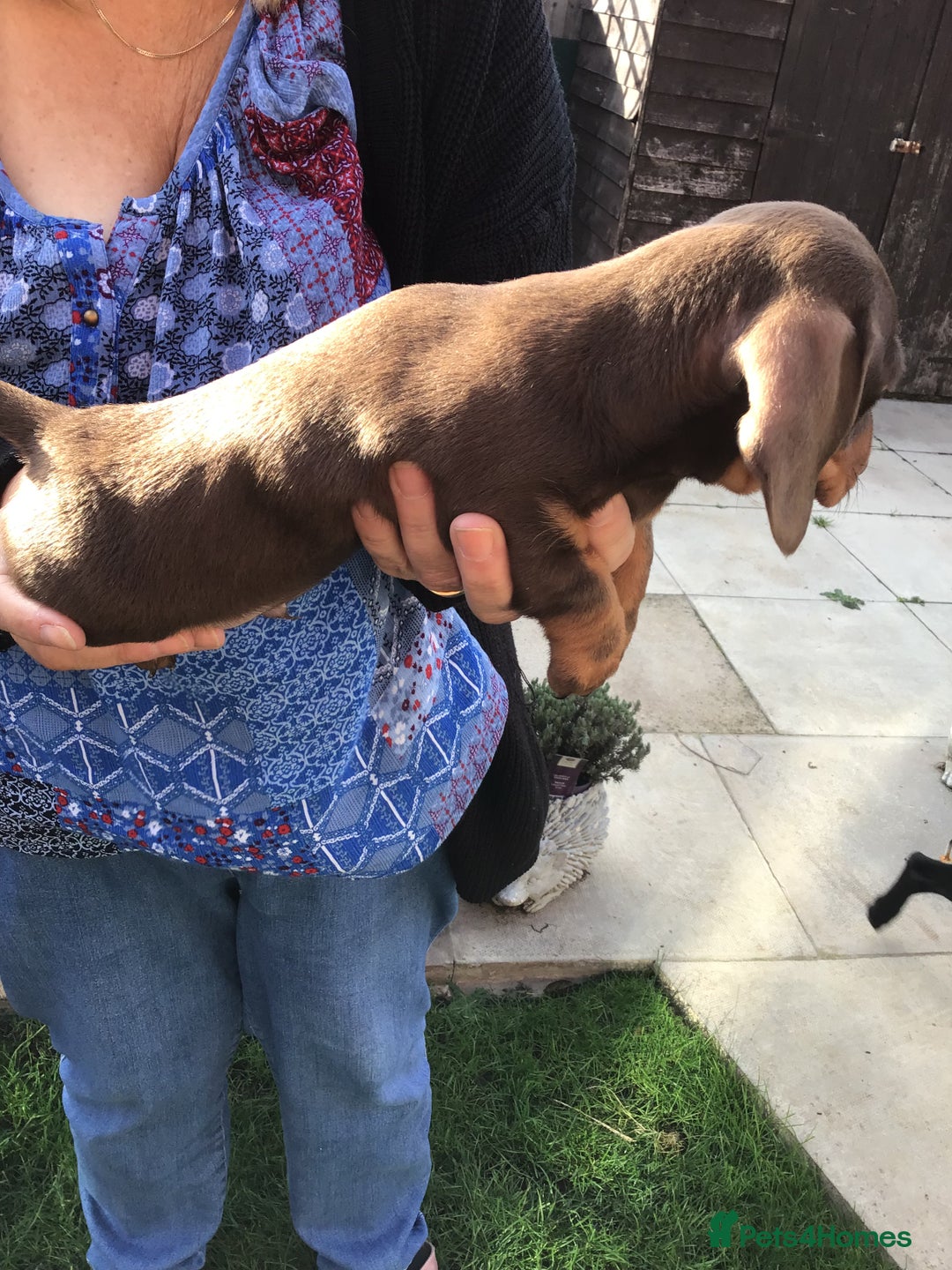 Dachshund dogs for sale: Miniature Dachshund (smooth Haired) - Image 8