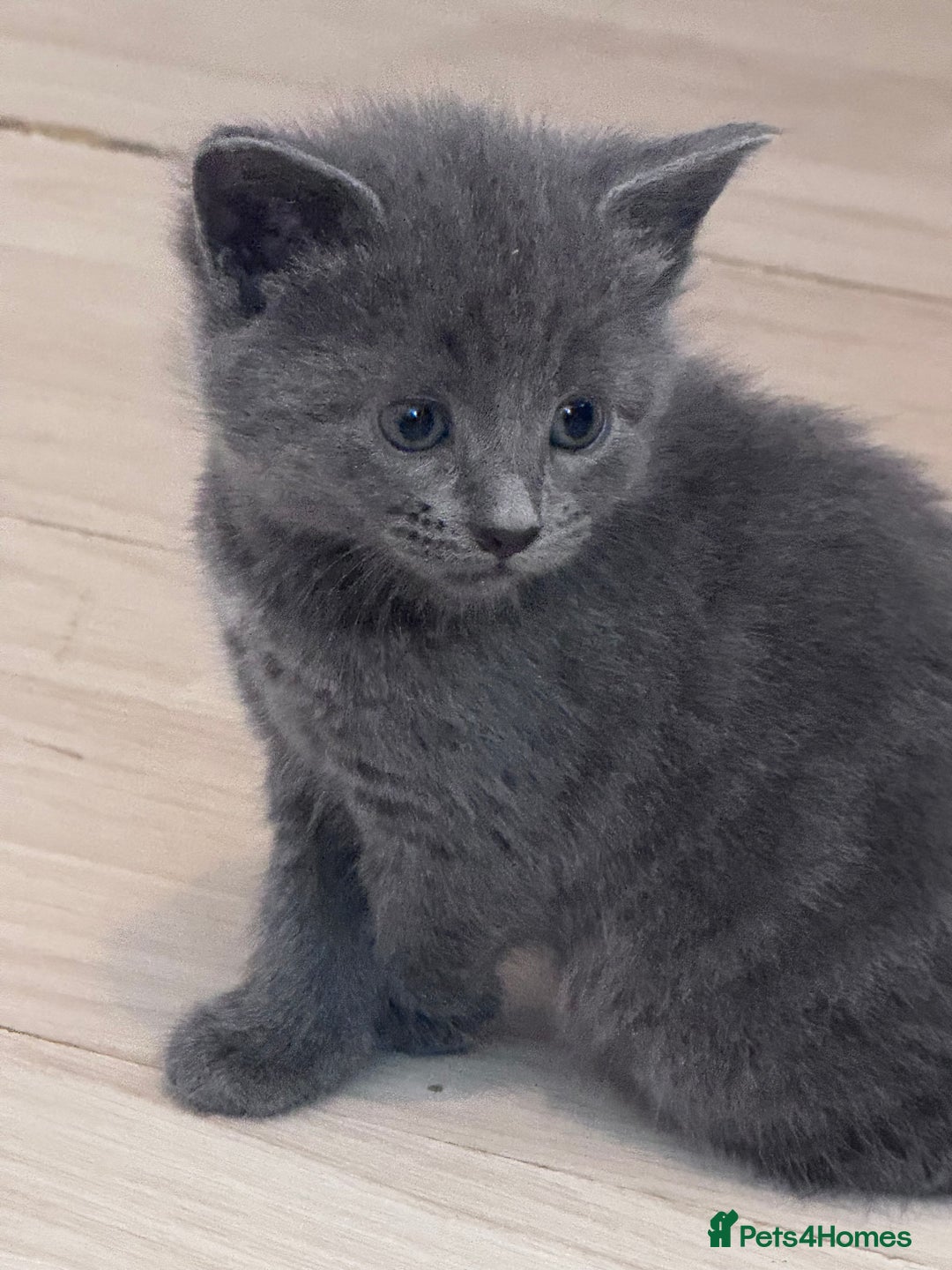 Mixed Breed cats for sale: Beautiful kittens looking new home 🐱🧡 - Advert 2