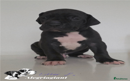 Great Dane dogs for sale: Fabolous Great danes  - Advert 12