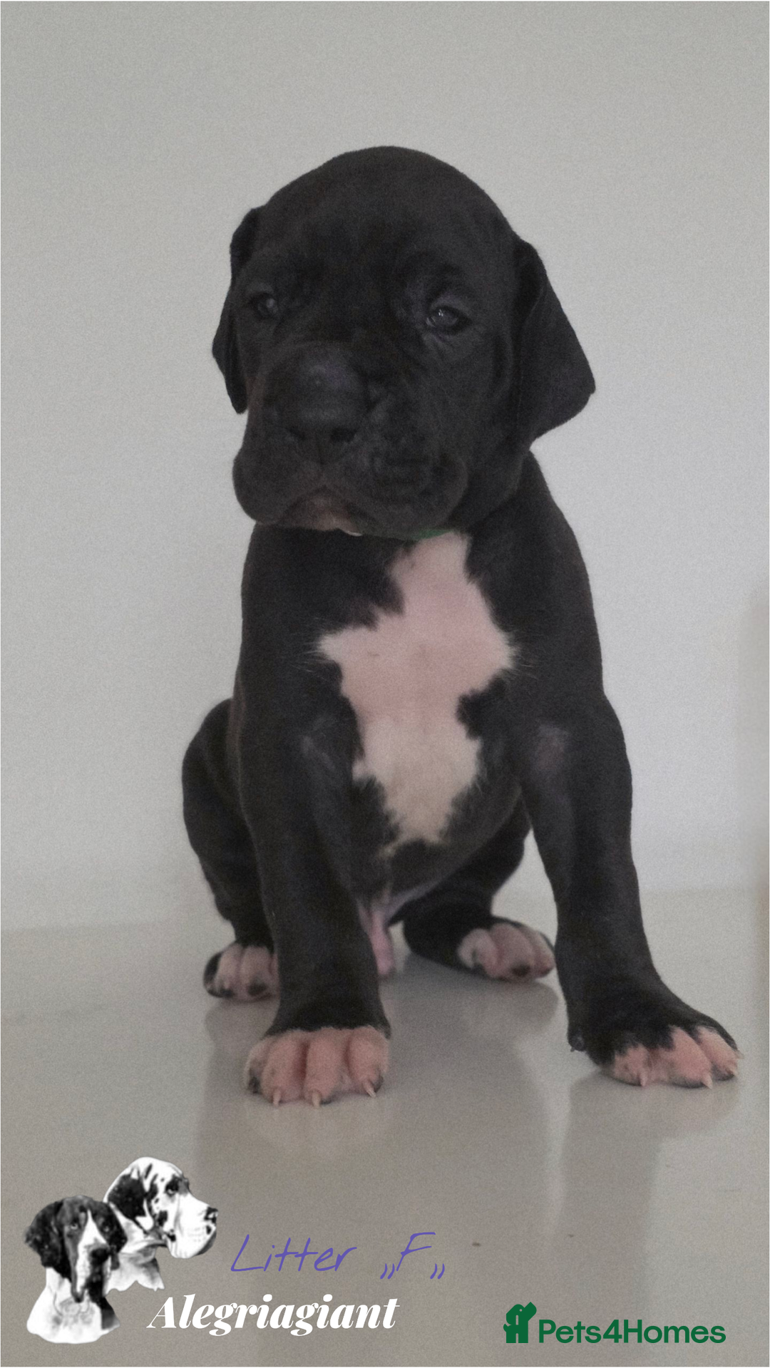 Great Dane dogs for sale: Fabolous Great danes  - Advert 12