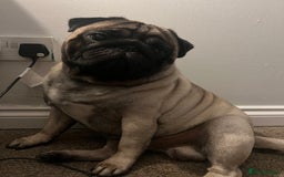 Pug dogs for sale: Our two year old loving pug needs rehomed - Image 5
