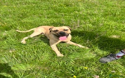 Cane Corso dogs for stud: Bull mastiff x Cane corso for stud  - Image 4