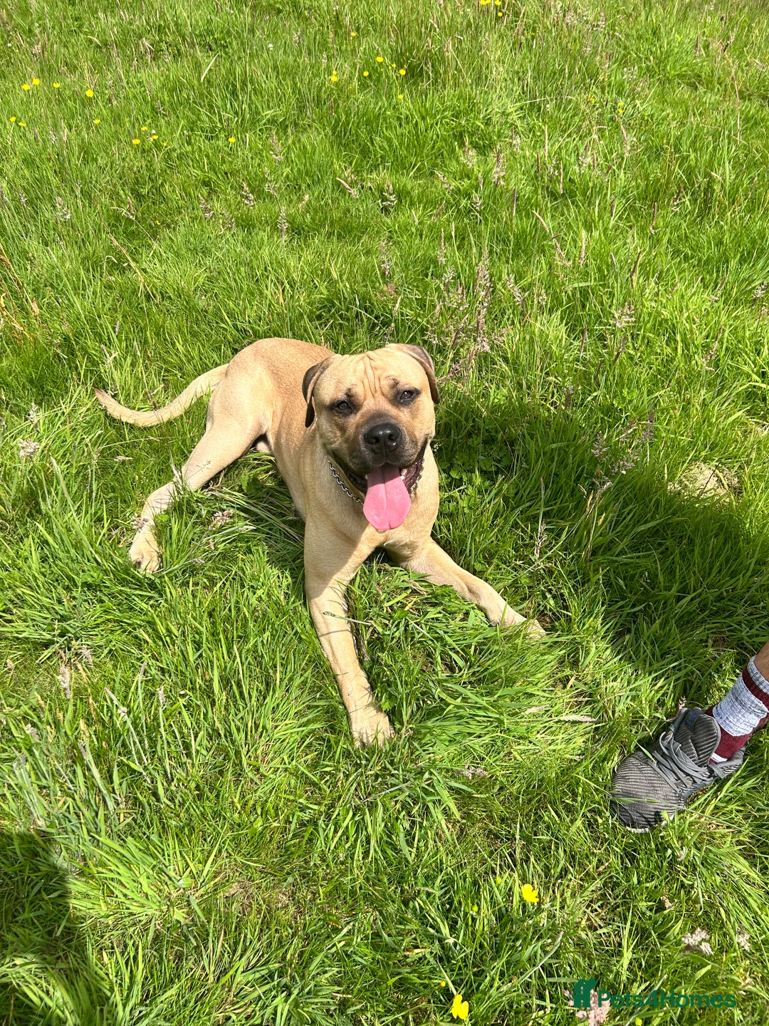 Cane Corso dogs for stud: Bull mastiff x Cane corso for stud  - Image 4