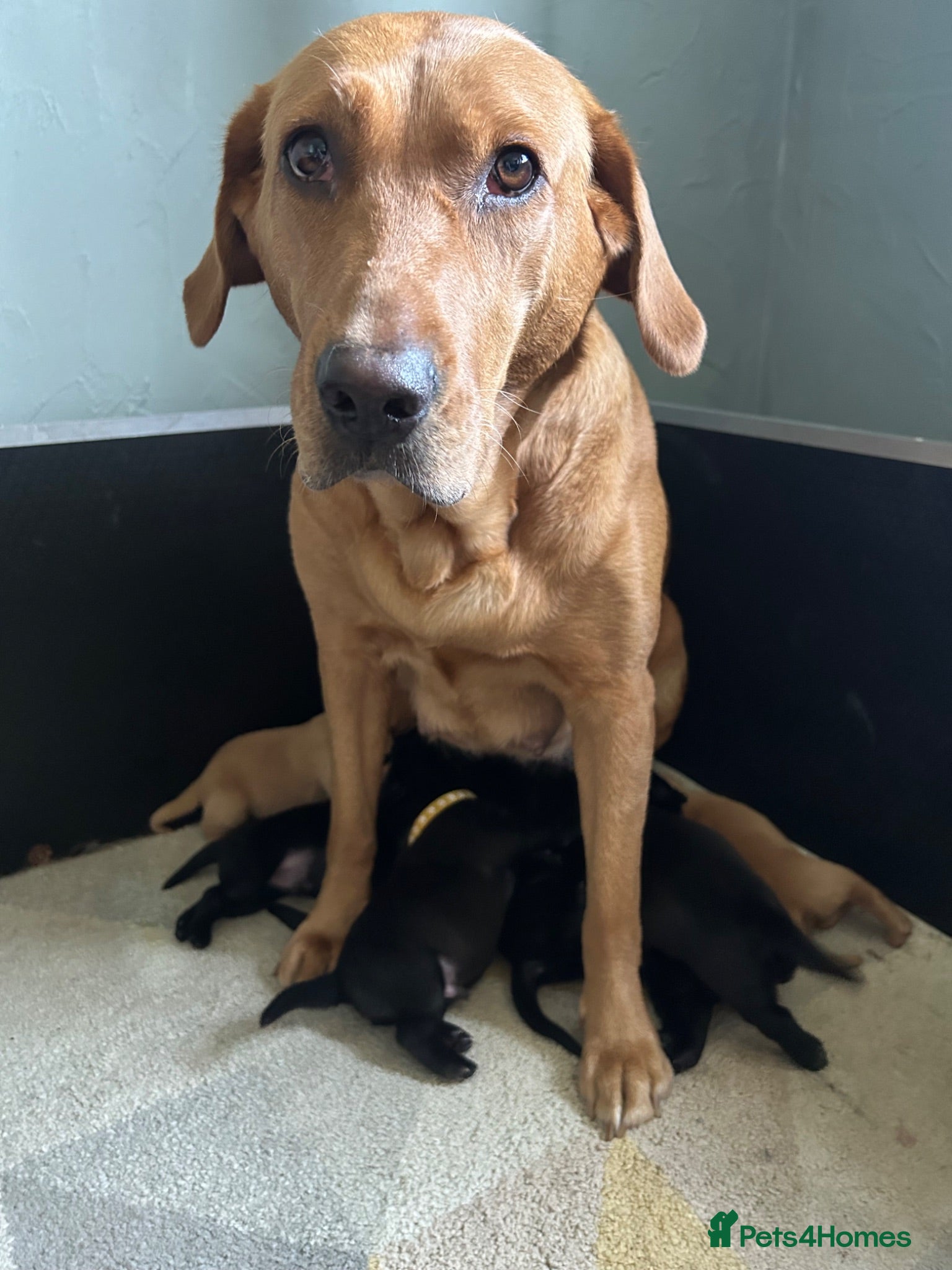 Labrador Retriever dogs Four gorgeous labs for sale - Advert 1