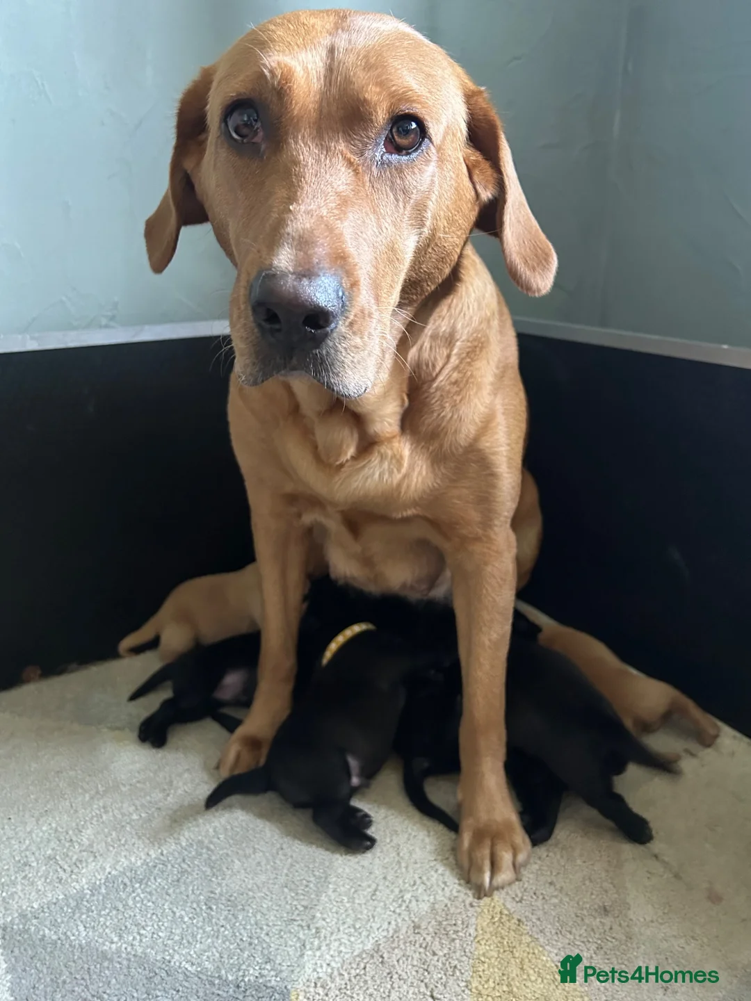 Labrador Retriever dogs for sale: Four gorgeous labs for sale in Darlington - Advert 1