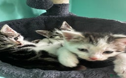 Mixed Breed cats for sale: Kittens from Loving home - Image 1