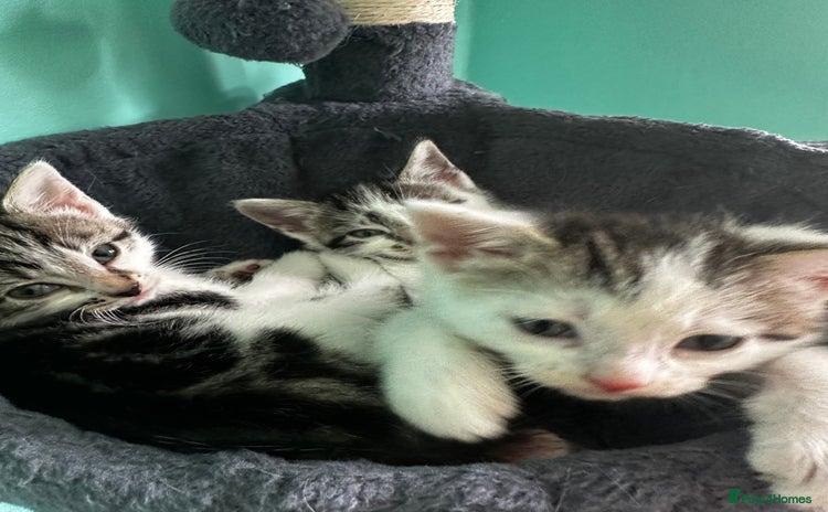 Mixed Breed cats for sale - Advert 1