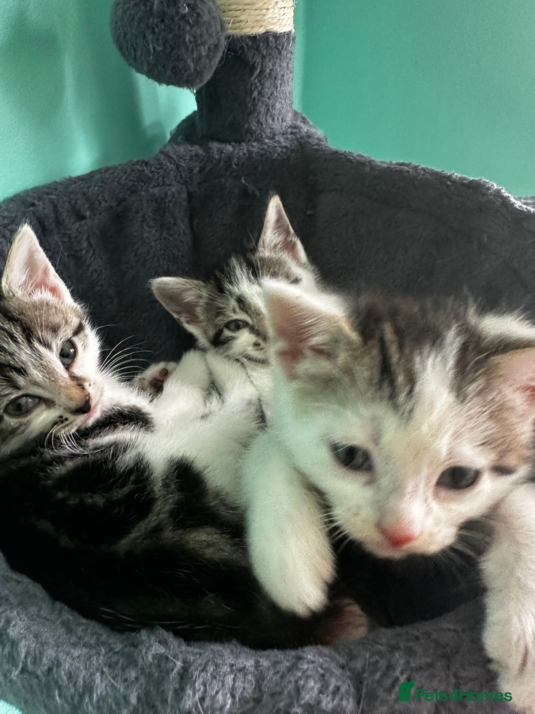 Mixed Breed cats for sale: Kittens from Loving home - Image 1