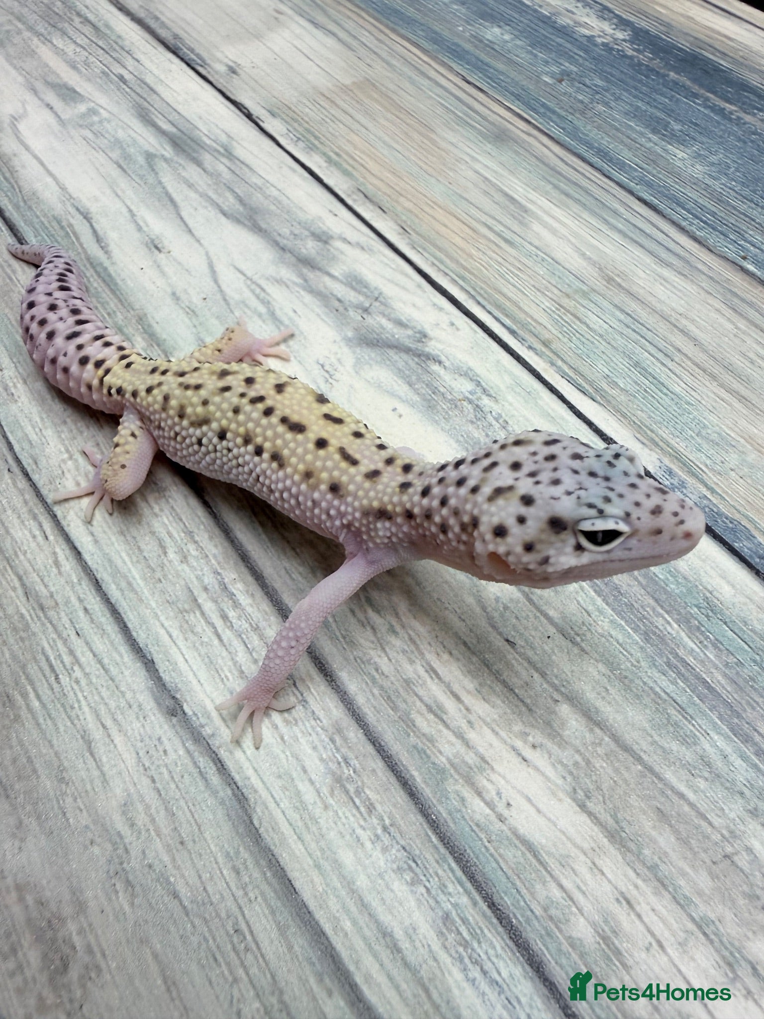 Leopard Gecko reptiles Breeding groups and some juniviles cb26 - Advert 1