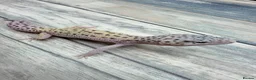 Leopard Gecko reptiles for sale: Reptile rack and breeding groups available  - Advert 3