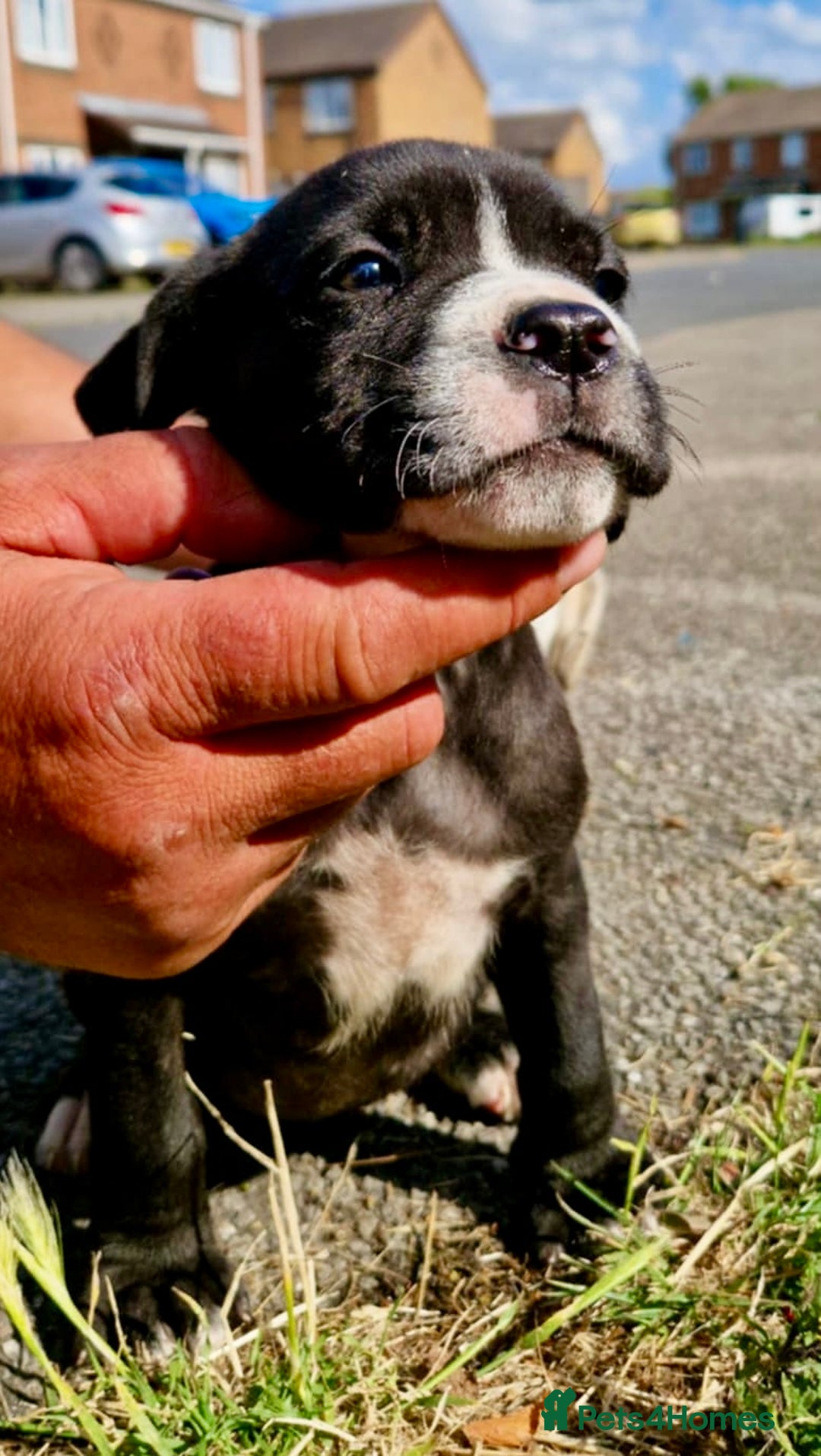 Mixed Breed dogs for sale: READY TO LEAVE NOW chunky mastiff puppies - Image 14