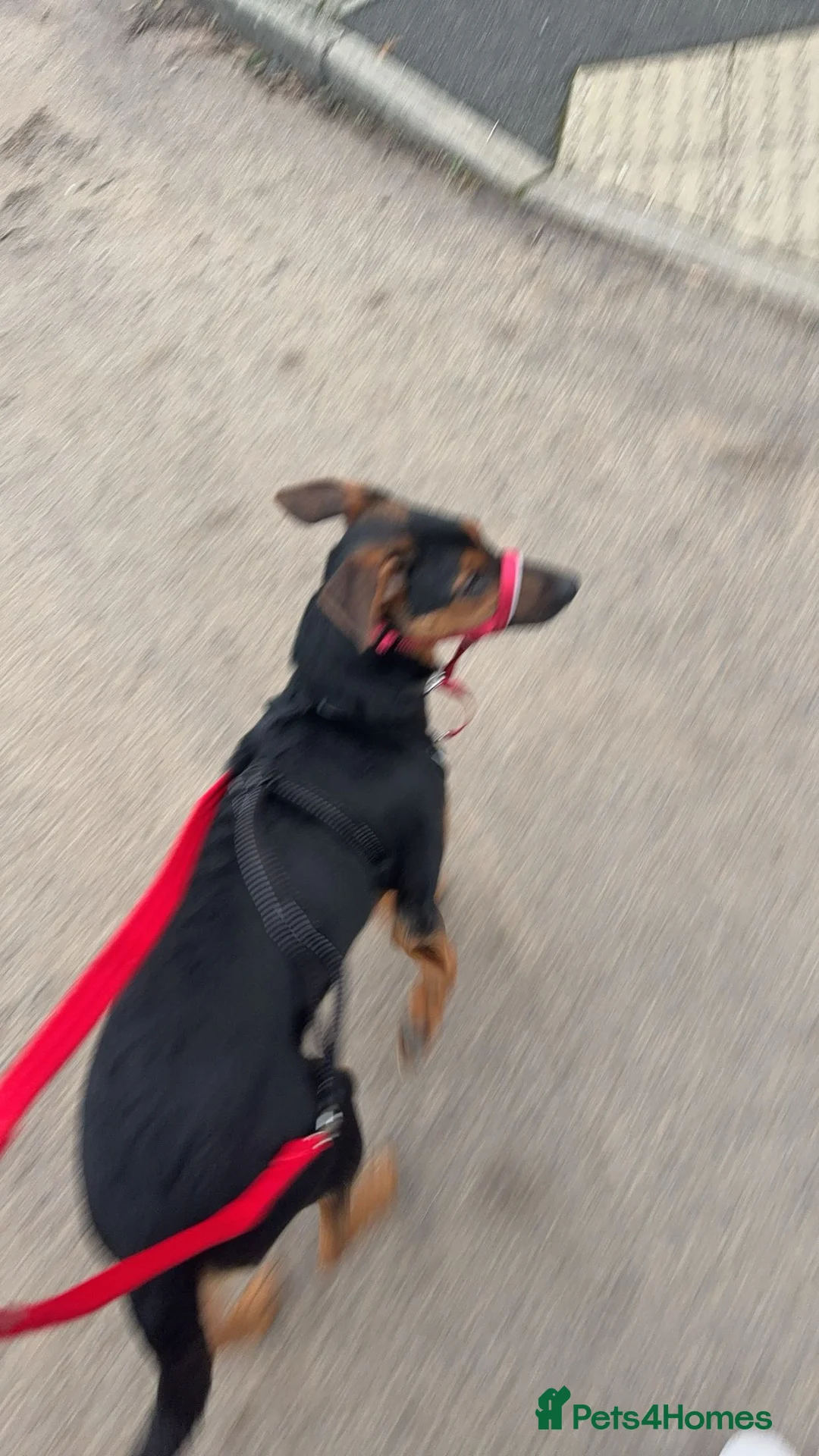 Mixed Breed dogs for sale: Huntaway x Kelpie - Advert 7