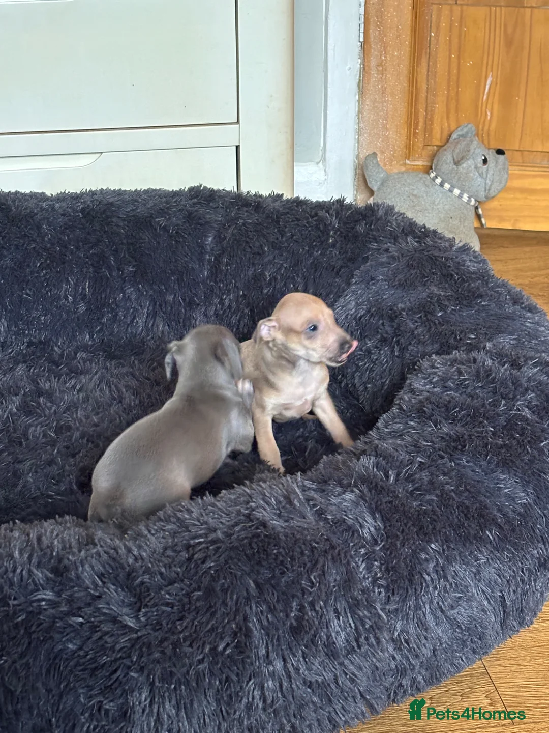 Italian Greyhound dogs for sale: Kc reg Italian greyhound puppies for sale - Advert 2