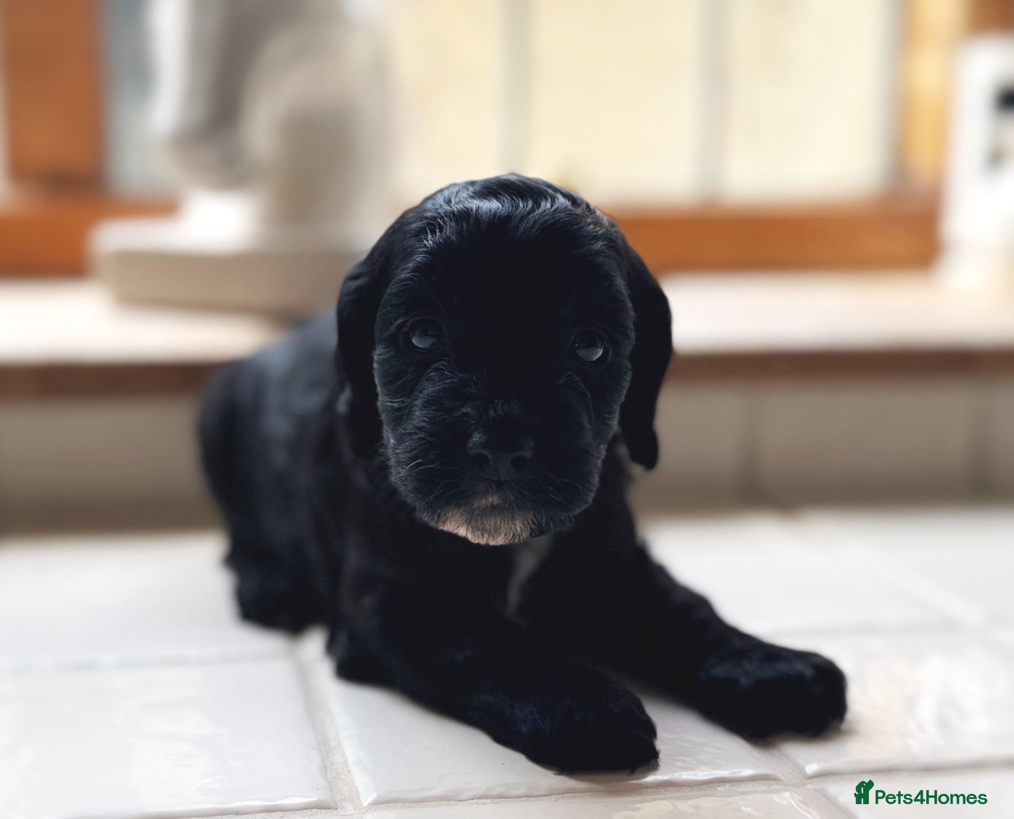 Cockapoo dogs REDUCED health tested cockerpoo Puppies - Advert 2