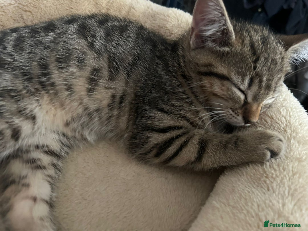 Mixed Breed cats for sale: Egyptian mau x Domestic short hair.  - Image 1