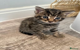 Mixed Breed cats for sale: Mixed Breed Grey and Tabby Kittens - Image 1