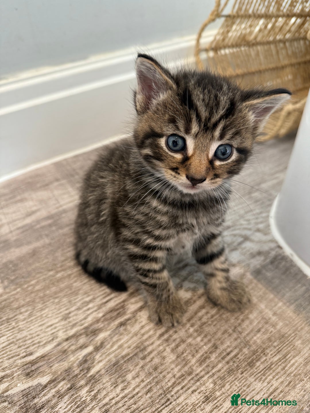 Mixed Breed cats for sale: Mixed Breed Grey and Tabby Kittens - Image 1