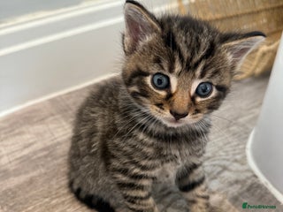 Mixed Breed cats - Advert 3