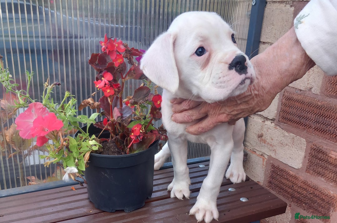 Boxer dogs for sale: KC Registered and ONLY 4 Left! See my 5* reviews - Image 25