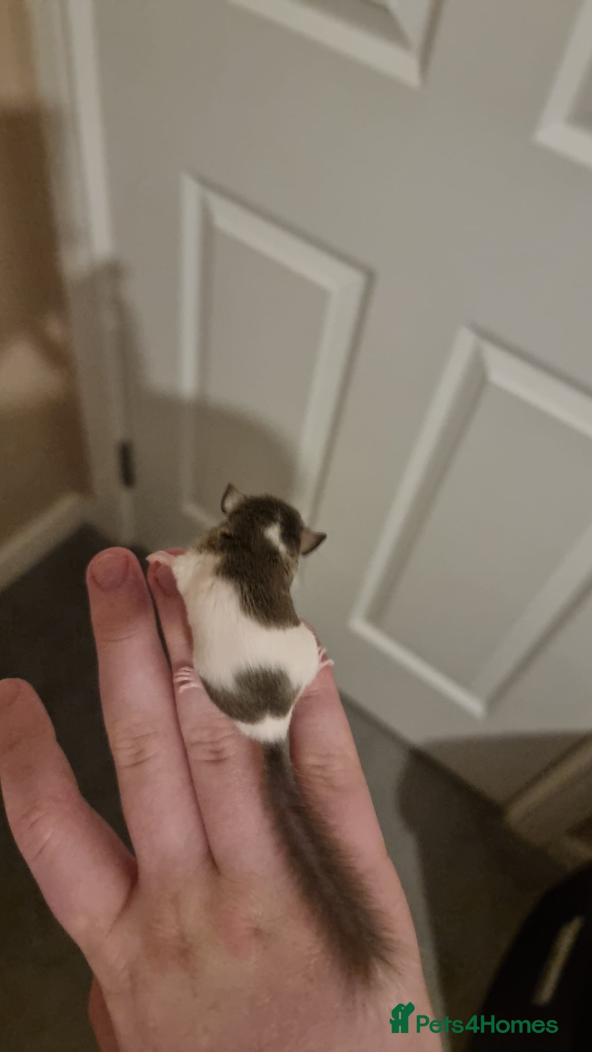 Mouse rodents beautiful pied african pygmy dormice - Advert 1