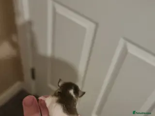 Mouse rodents beautiful pied african pygmy dormice - Advert 2