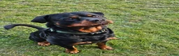 Rottweiler dogs for sale: Rottweiler puppies  - Advert 16