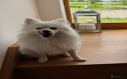 Pomeranian dogs for sale: Loving Pomeranian Looking for His Forever Home - Image 2