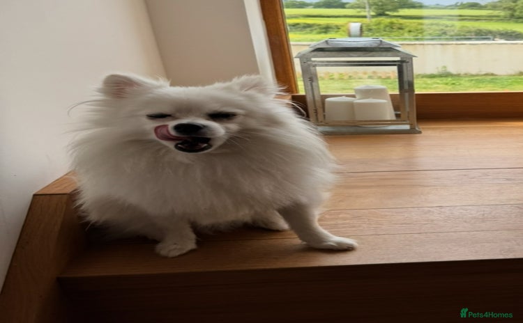 Pomeranian dogs - Advert 6