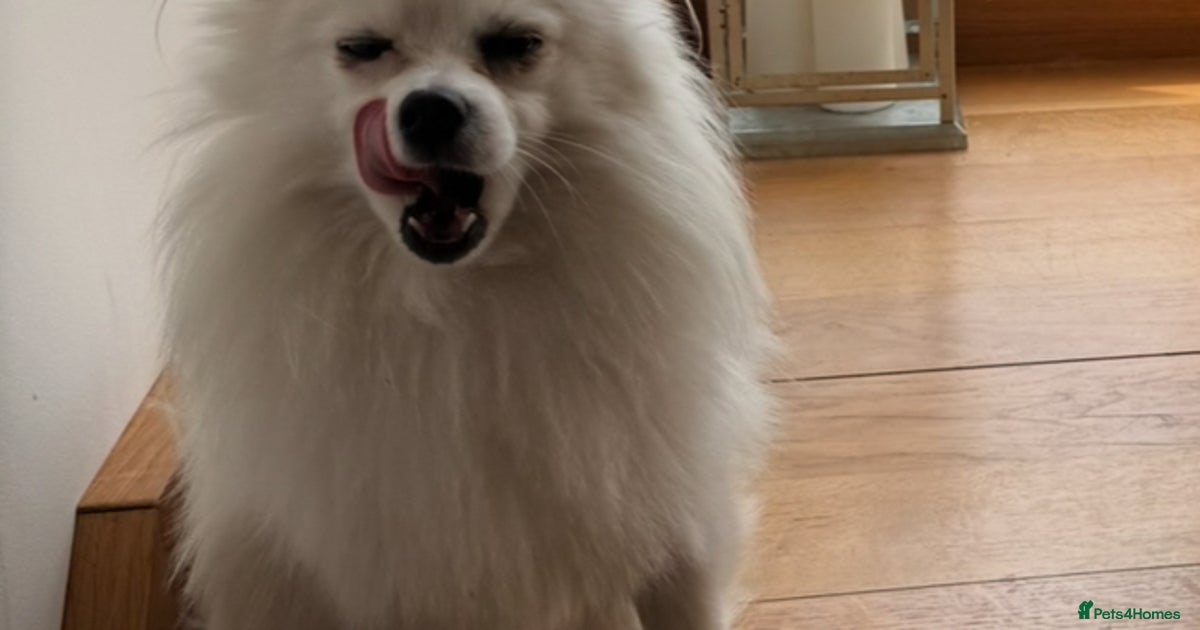 Eskimo Dog Meme What Type Of Dog Is Gabe Miniature American Eskimo