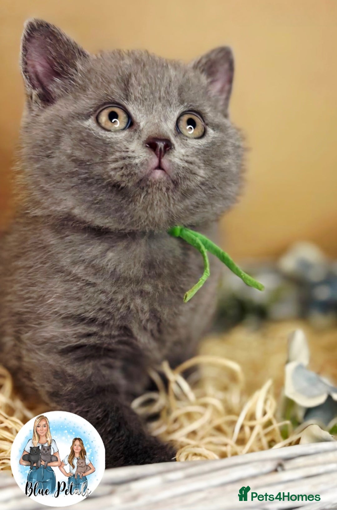 British Shorthair cats for sale: 4 beautiful British short hairs available  - Advert 1