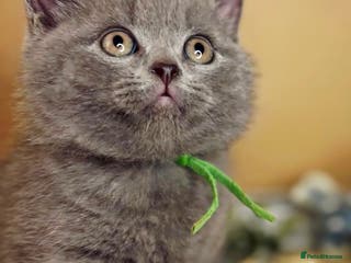 British Shorthair cats 4 beautiful British short hairs available - Advert 11