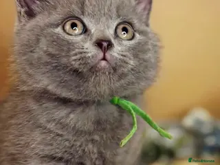 British Shorthair cats 4 beautiful British short hairs available - Advert 3