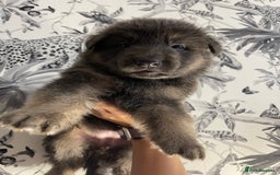 German Shepherd dogs for sale: German shepherd puppies  - Image 2
