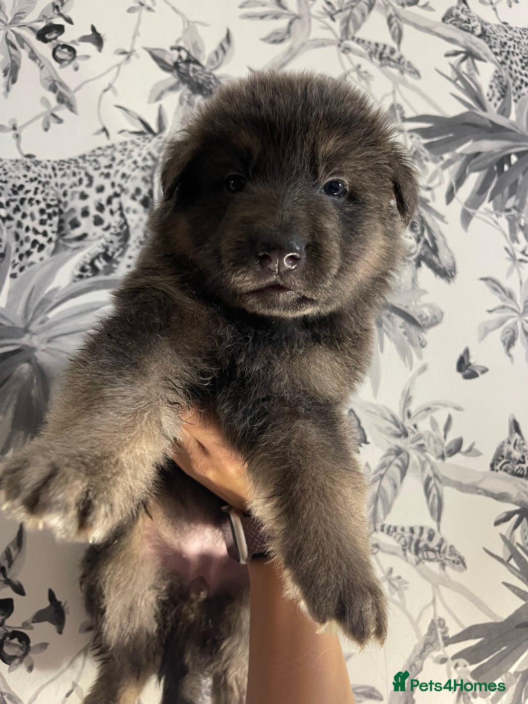German Shepherd dogs for sale: German shepherd puppies  - Image 2