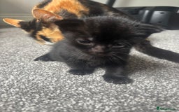 Mixed Breed cats for sale: 3 beautiful kittens  - Image 3