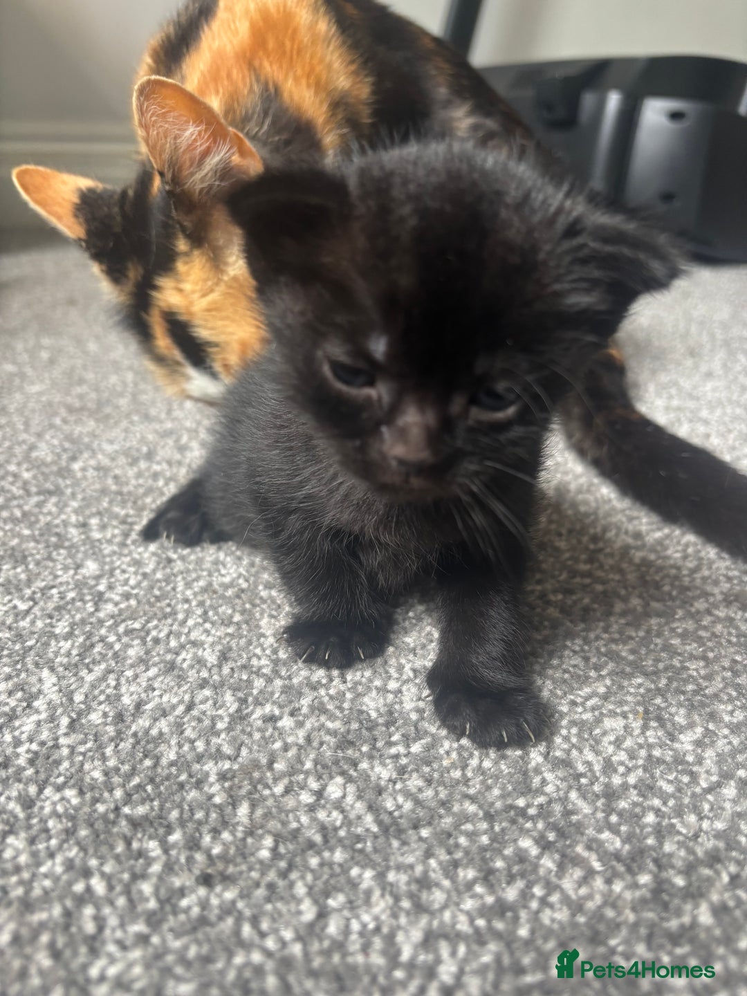 Mixed Breed cats for sale: 3 beautiful kittens  - Image 3