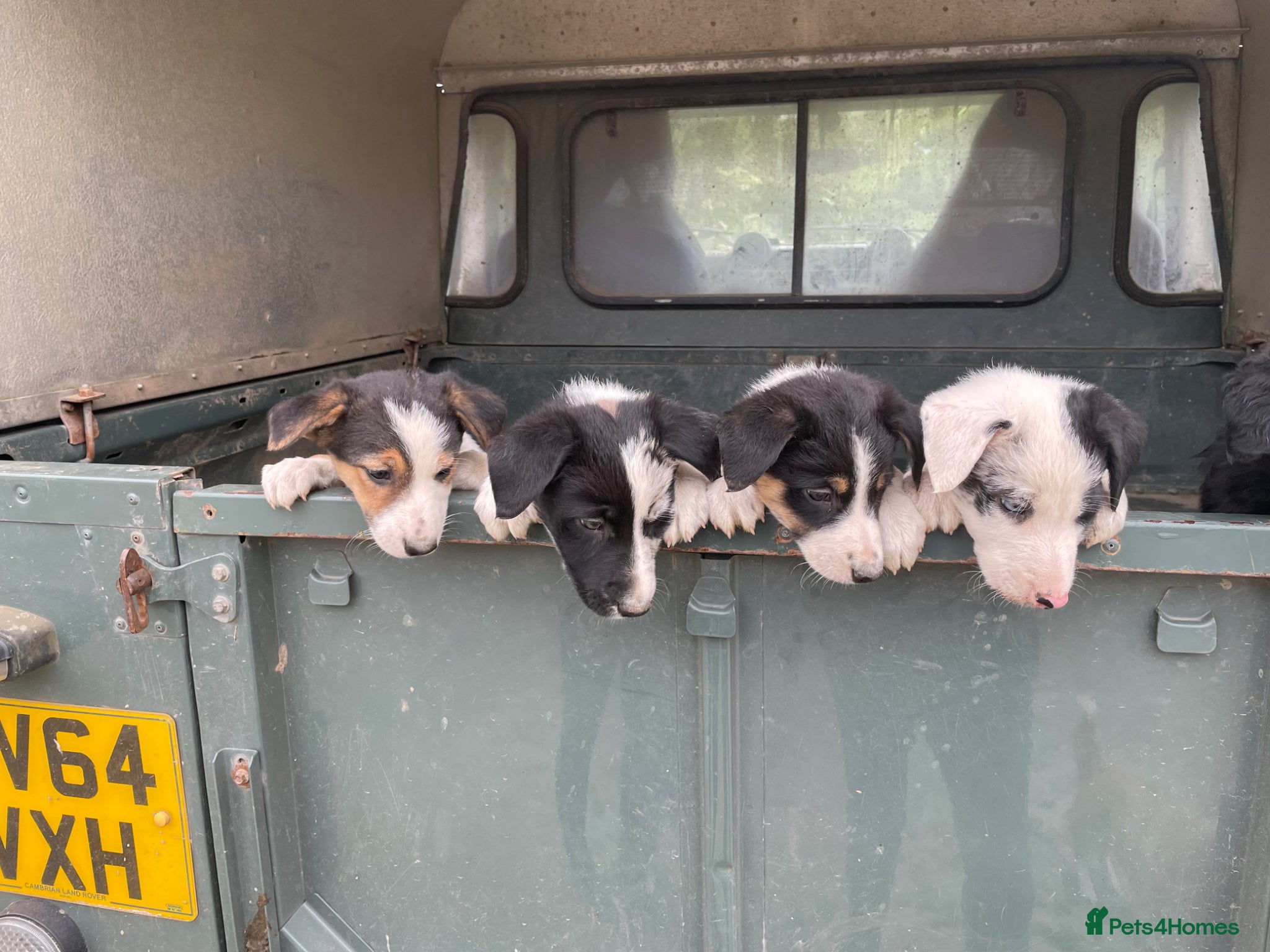 Border Collie dogs Blue Merle and Tri Colour Collies - Advert 2