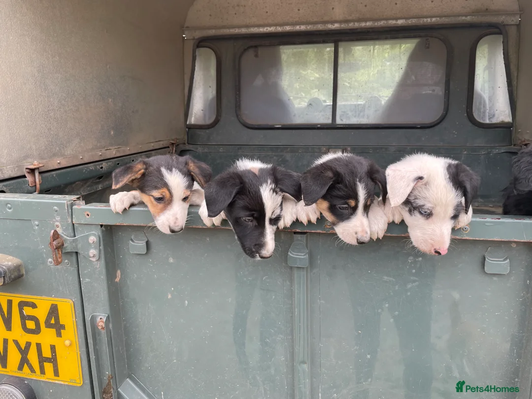Border Collie dogs for sale: Blue Merle and Tri Colour Collies in Presteigne - Advert 1