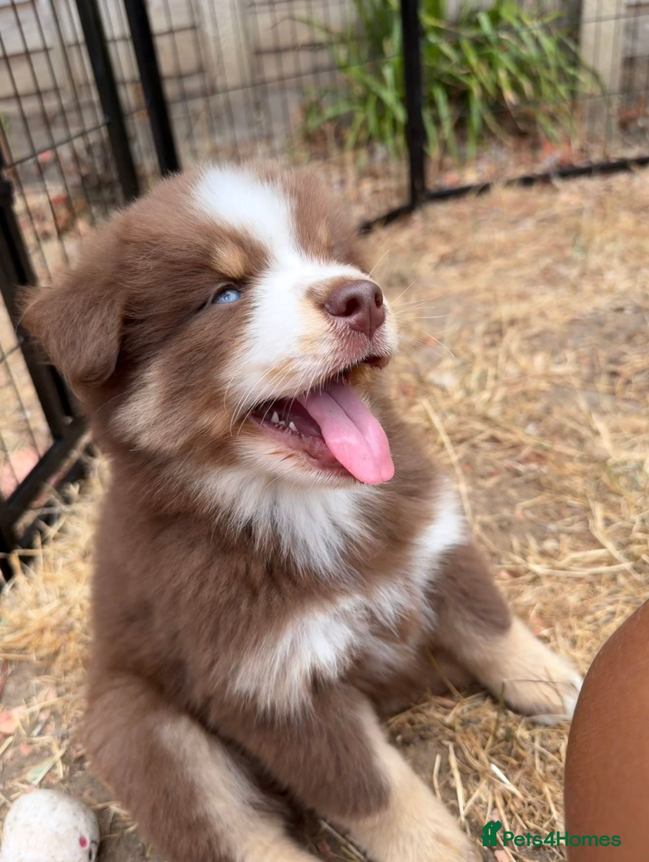 Pomsky dogs Ready *1 Girl 2 Boys* 🇺🇸 Lines Rare Chocolate F3 - Advert 10