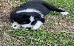 Border Collie dogs for sale: Beautiful border collie puppies  - Image 5