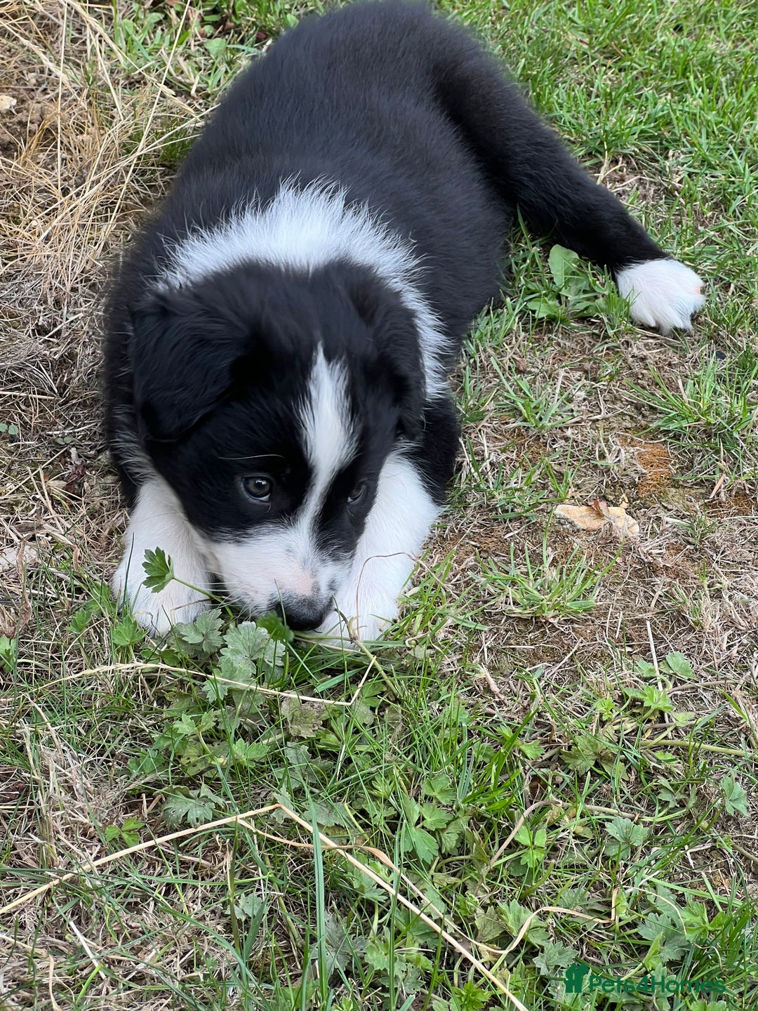 Border Collie dogs for sale: Beautiful border collie puppies  - Image 5