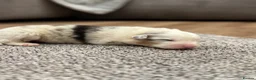 Australian Shepherd dogs for sale: 7 stunning Australian Shepards  - Advert 12
