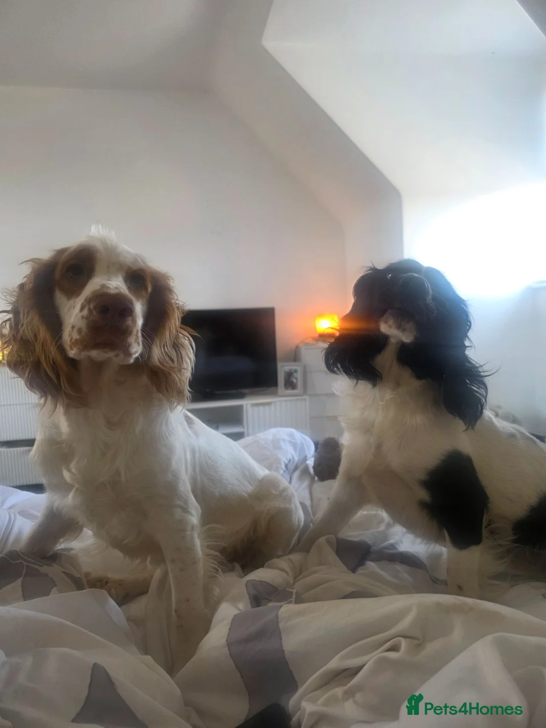 Cocker Spaniel dogs for sale: TWO cocker spaniels  - Advert 1