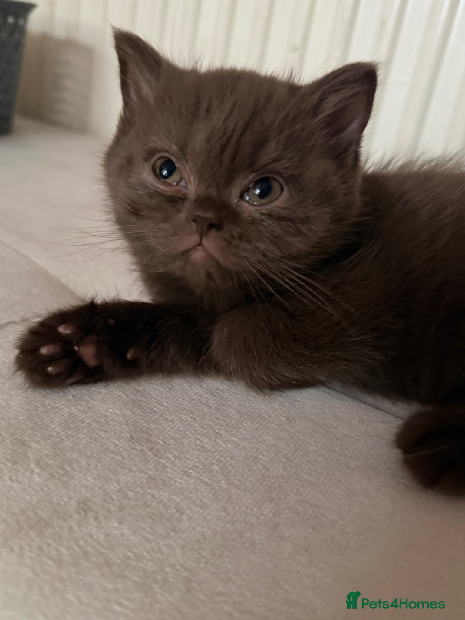 British Shorthair cats Stunning gccf lilac and chocolate females 🐾 - Advert 1