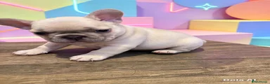 French Bulldog 4