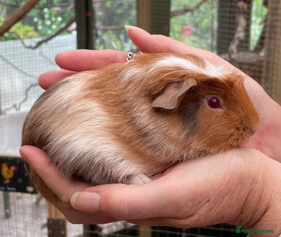 Guinea Pig rodents for sale: Stunning bonded baby guinea pigs - Advert 4