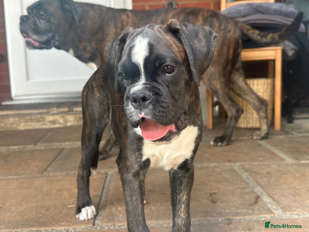 Boxer dogs for sale: Beautiful Boxer Puppies for sale - Image 6