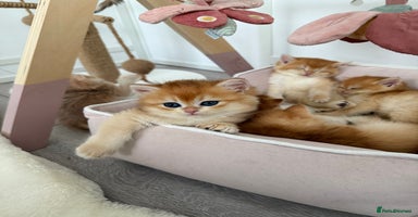 Brazilian Shorthair cats - Advert 4